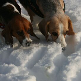 ehem. Laborbeagles Paula und  Dora/10302379