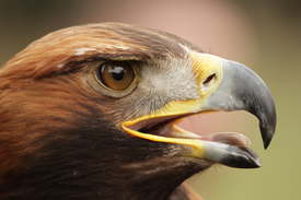 Steinadler (Aquila chrysaetos)/10305009