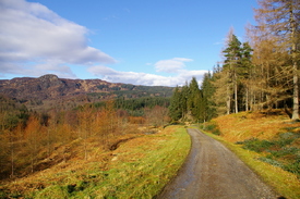 Schottland - Waldlandschaft - Farben zum Staunen/10384177