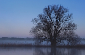 Baum im Nebel/10396237