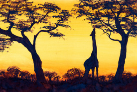 Giraffe im Sonnenuntergang/10404979