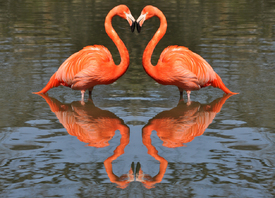 Herzflamingos/10431465