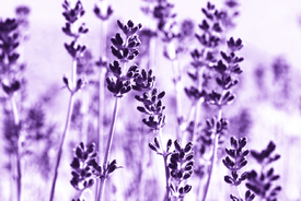 Lavendel/10478798