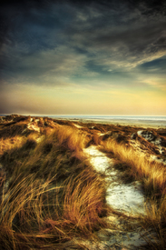 North sea dunes/10505507