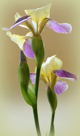 Iris/10535481