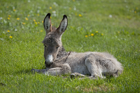 Karnickelfohlen/10540477