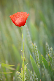 Mohn/10558365