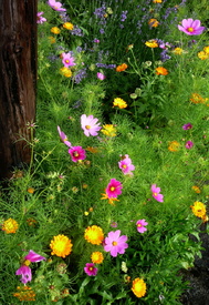 Bauerngartenecke, rustikal, bunt, filigran zart/10578853