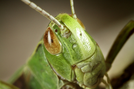 Grashüpfer Portrait/10609980