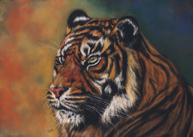 Tigerportrait/10611036