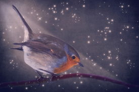 The little robin at the night/10690153