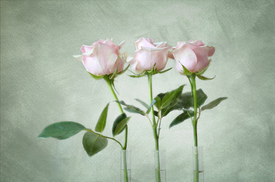 Trois Roses/10780853