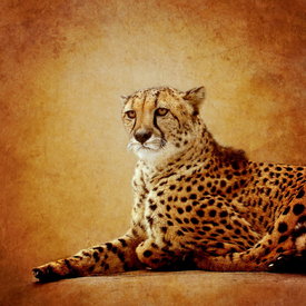 Gepard Porträt/10781349