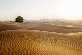 einsamer Baum in der Wüste/10820955