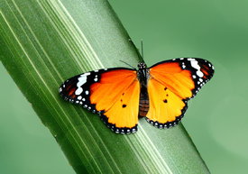 Danaus gilippus berenice/10867108