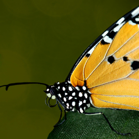 Danaus gilippus berenice/10869464