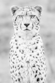 Gepard/10881332