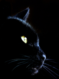 Black cat/10911005