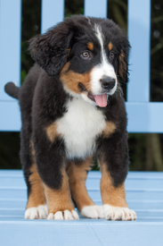 Berner Sennenhund/10944475