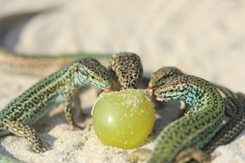 Frühstück am Strand/10946697