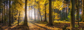 Sonniger Herbstwald Fine Art/10949235