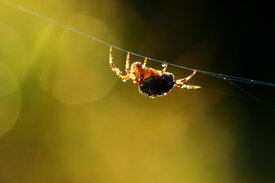 Spinne im Morgentau/11028281