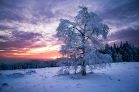 Schwarzwald im Winter/11063435