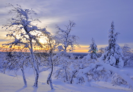 Wintertag in Finnland/11071796