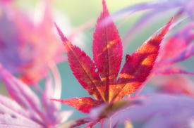 Acer palmatum Blätter im Herbst/11072151