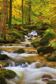 Herbstzauber im Wald/11072895