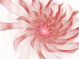 pink Chrysanthemum/11082369