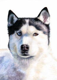 Husky Blue/11089353