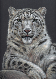 Schneeleopard - Snow Leopard/11095155