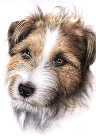 Jack Russell Terrier Portrait/11096221