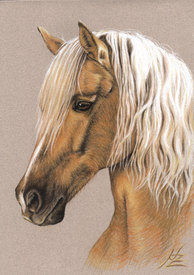Berber Pferd - Spanish Horse/11098807