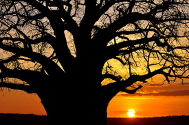 Affenbrotbaum im Sonnenuntergang, Serengeti, Tansania/11099063