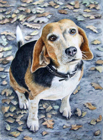 Beagle im Herbst/11101359