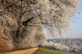 Winterspaziergang am Waldrand/11141420