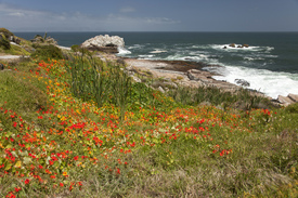 Blütenmeer an der Küste bei Hermanus, Südafrika/11178152
