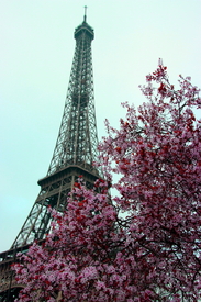 frühling in Paris/11208564