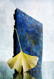 ginkgo leaf and blue textured wood/11384225