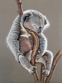 KOALA Sleep - Schlafender Koala Bär/11460246