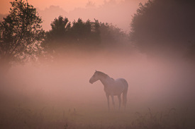 Pferd im Nebel/11511902