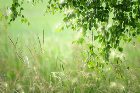 Wildwiese mit kleinen Sternen/11524764