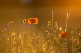 Klatschmohn/11543444