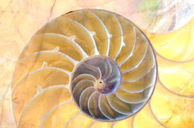 Nautilus/11556074