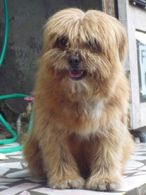 Zotteliger Straßenhund von Ubud/11559886