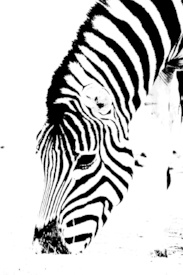 Zebra Portrait/11566224