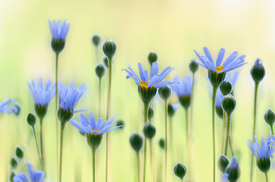 Blaue Sommerblumen/11569884