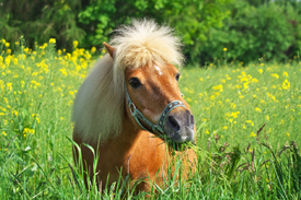 Shetland Pony Willy /11581086